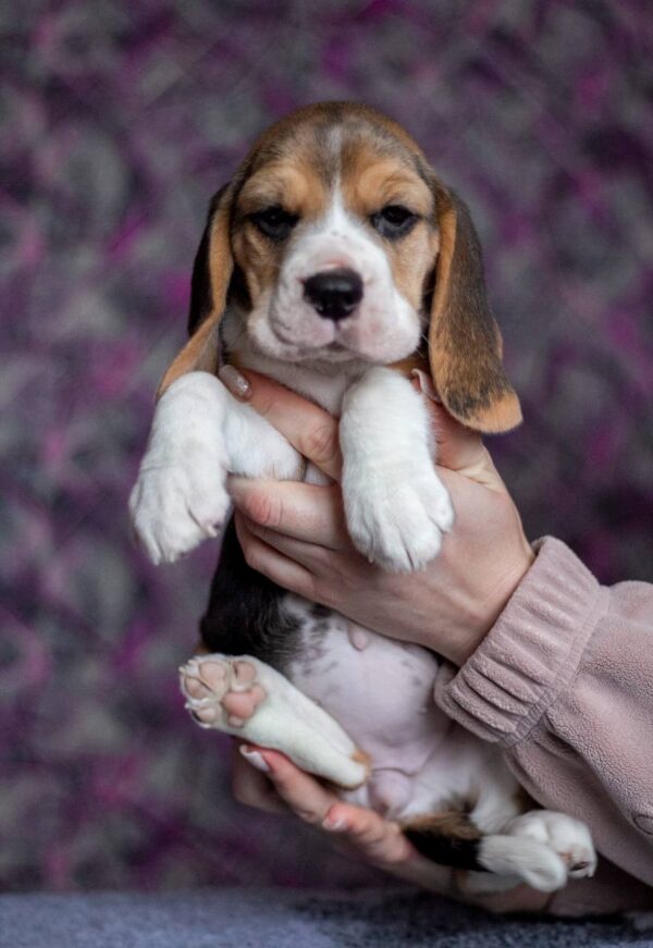 Becky Beagle Becky Beagle