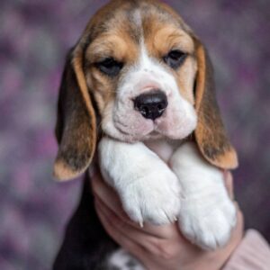 Becky Beagle Becky Beagle