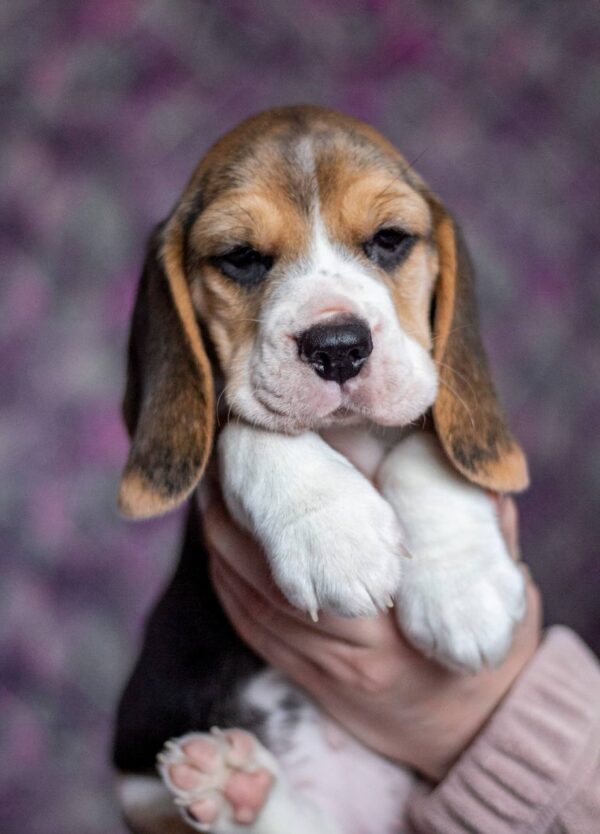 Becky Beagle Becky Beagle