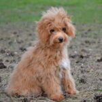 Bella-female-cavapoo-puppy-for-sale- (1)