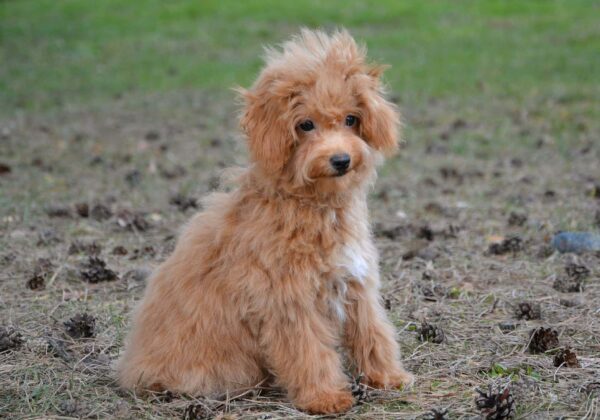 Bella Cavapoo Bella Cavapoo