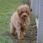 Bella-female-cavapoo-puppy-for-sale- (2)