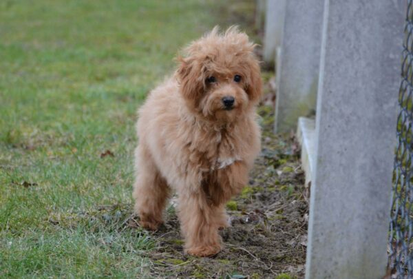 Bella Cavapoo Bella Cavapoo