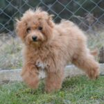 Bella-female-cavapoo-puppy-for-sale- (3)