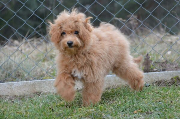 Bella Cavapoo Bella Cavapoo