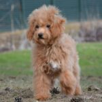 Bella-female-cavapoo-puppy-for-sale- (4)