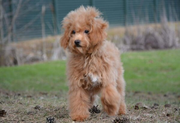 Bella Cavapoo Bella Cavapoo