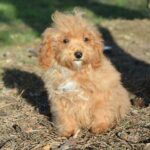Bella-female-cavapoo-puppy-for-sale- (5)