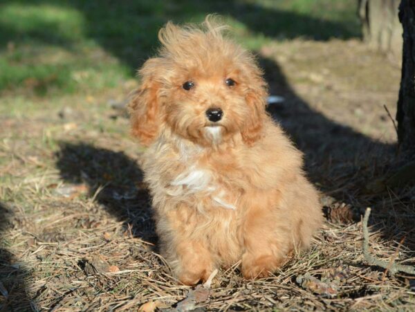 Bella Cavapoo Bella Cavapoo