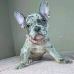Bentli-female-french-bulldog-puppy-for-sale-1 (1)
