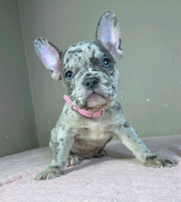 Bentli French Bulldog Bentli French Bulldog