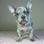 Bentli-female-french-bulldog-puppy-for-sale-1 (2)