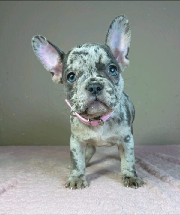 Bentli French Bulldog Bentli French Bulldog