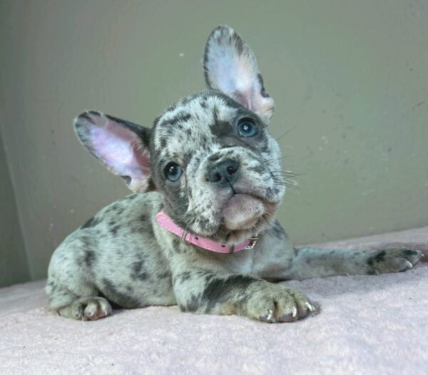 Bentli French Bulldog Bentli French Bulldog