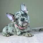 Bentli-female-french-bulldog-puppy-for-sale-1 (4)
