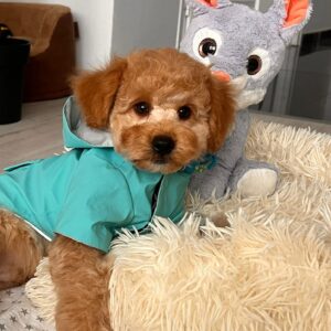 Beny Maltipoo Beny Maltipoo