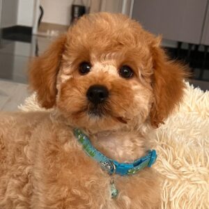 Beny Maltipoo Beny Maltipoo