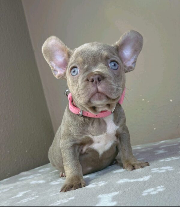 Berta French Bulldog Berta French Bulldog