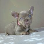Berta-female-french-bulldog-puppy-for-sale-1 (2)