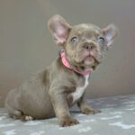 Berta-female-french-bulldog-puppy-for-sale-1 (3)
