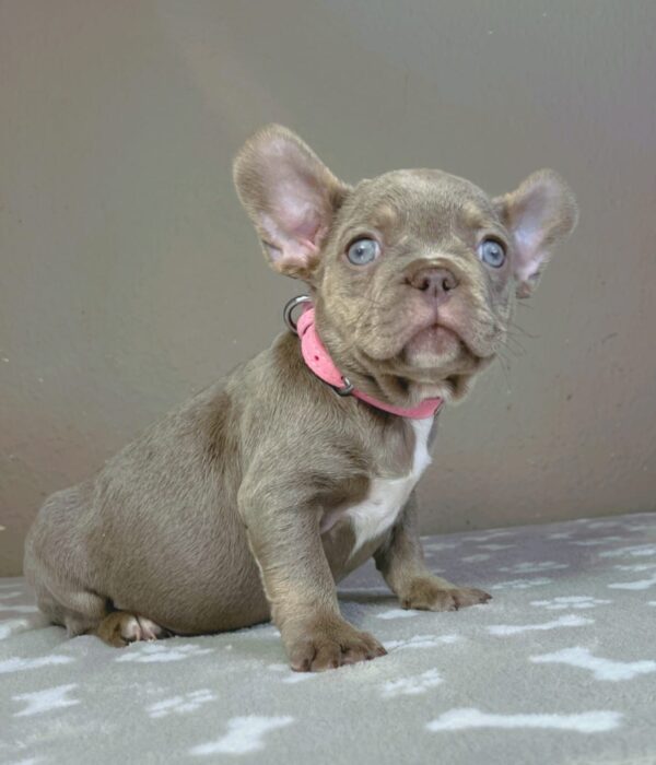 Berta French Bulldog Berta French Bulldog