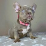 Berta-female-french-bulldog-puppy-for-sale-1 (4)