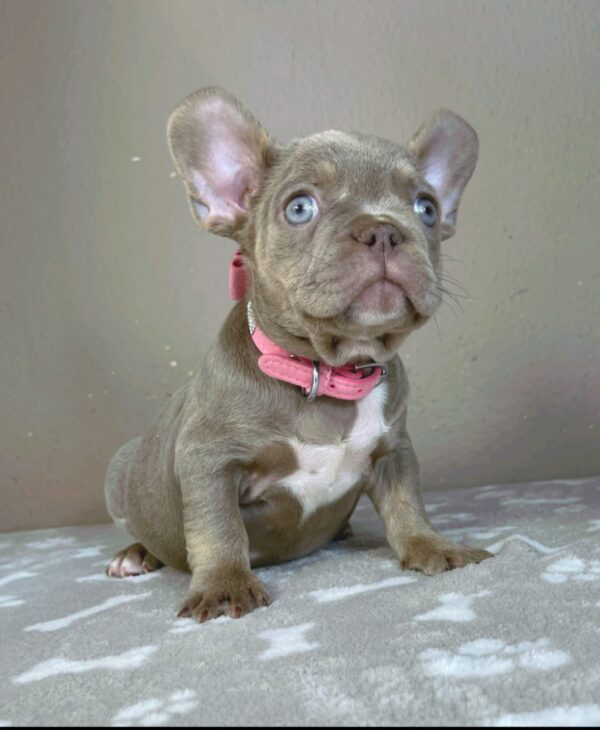 Berta French Bulldog Berta French Bulldog