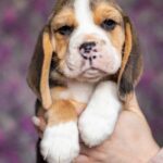 Biscotti-male-Beagle-puppy-for-sale-1