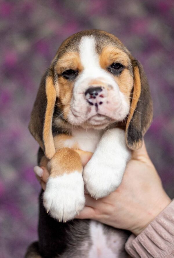 Biscotti Beagle Biscotti Beagle