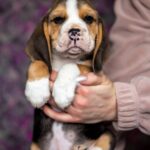 Biscotti-male-Beagle-puppy-for-sale-2