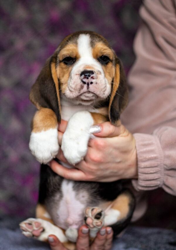 Biscotti Beagle Biscotti Beagle