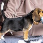 Biscotti-male-Beagle-puppy-for-sale-3