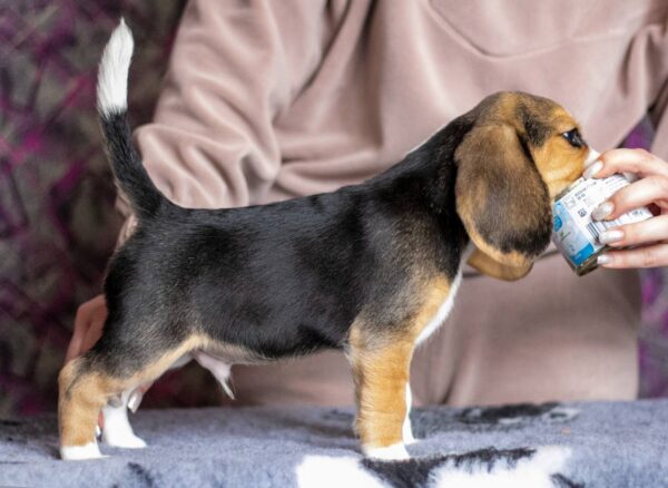 Biscotti Beagle Biscotti Beagle