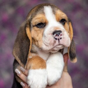 Biscotti Beagle Biscotti Beagle