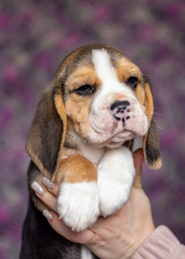 Biscotti Beagle Biscotti Beagle