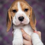 Blu-male-Beagle-puppy-for-sale-1