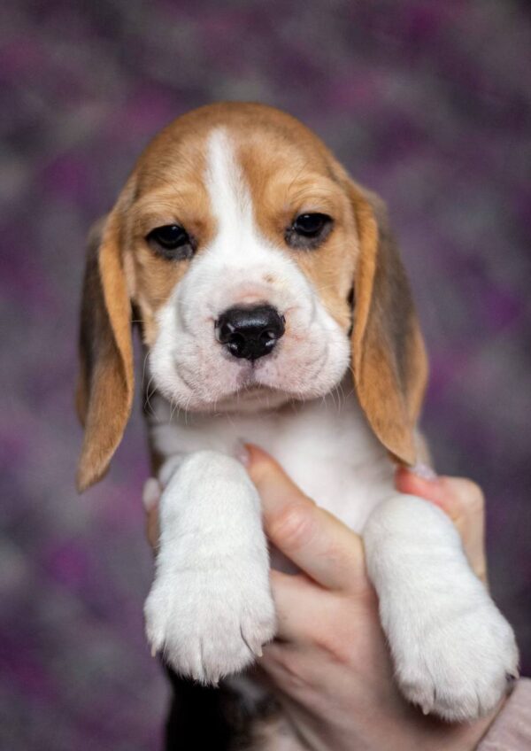 Blu Beagle Blu Beagle