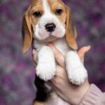 Blu-male-Beagle-puppy-for-sale-2