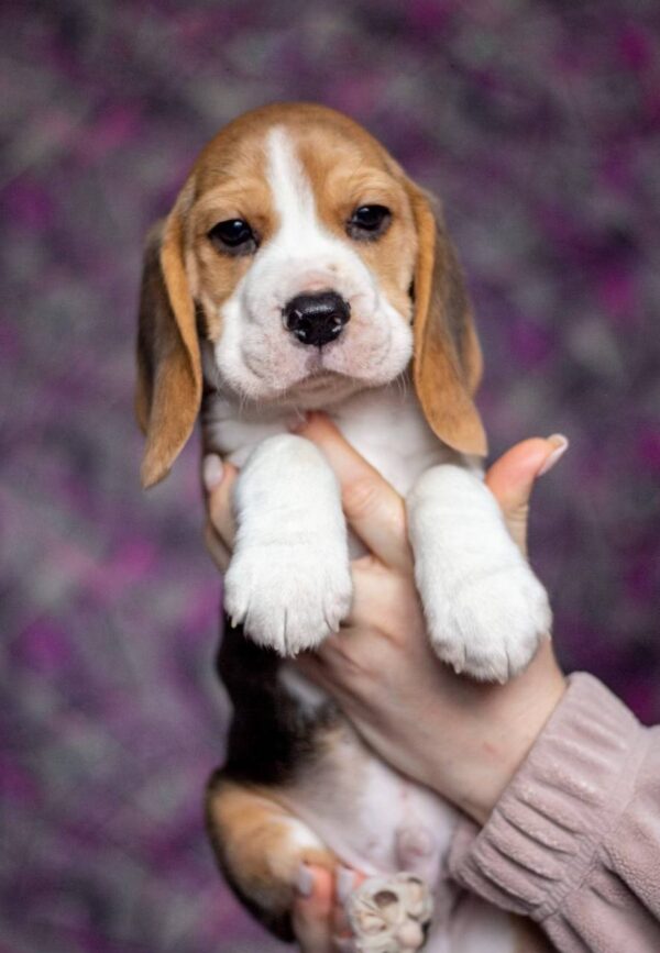 Blu Beagle Blu Beagle