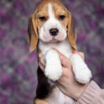 Blu-male-Beagle-puppy-for-sale-3