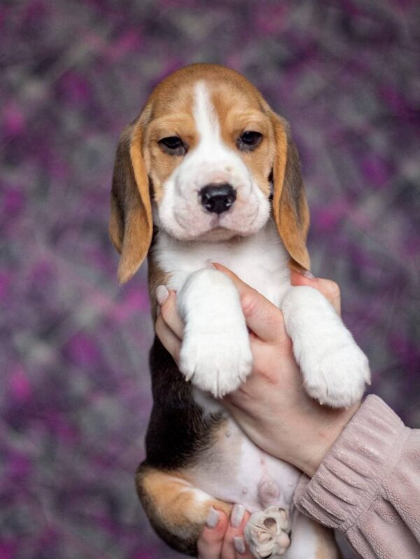 Blu Beagle Blu Beagle