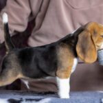 Blu-male-Beagle-puppy-for-sale-4