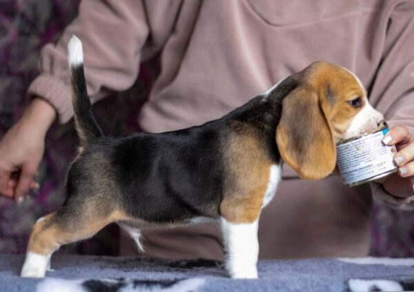 Blu Beagle Blu Beagle