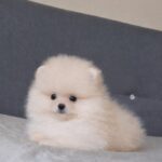 Bobo-male-pomeranian-puppy-for-sale- (1)