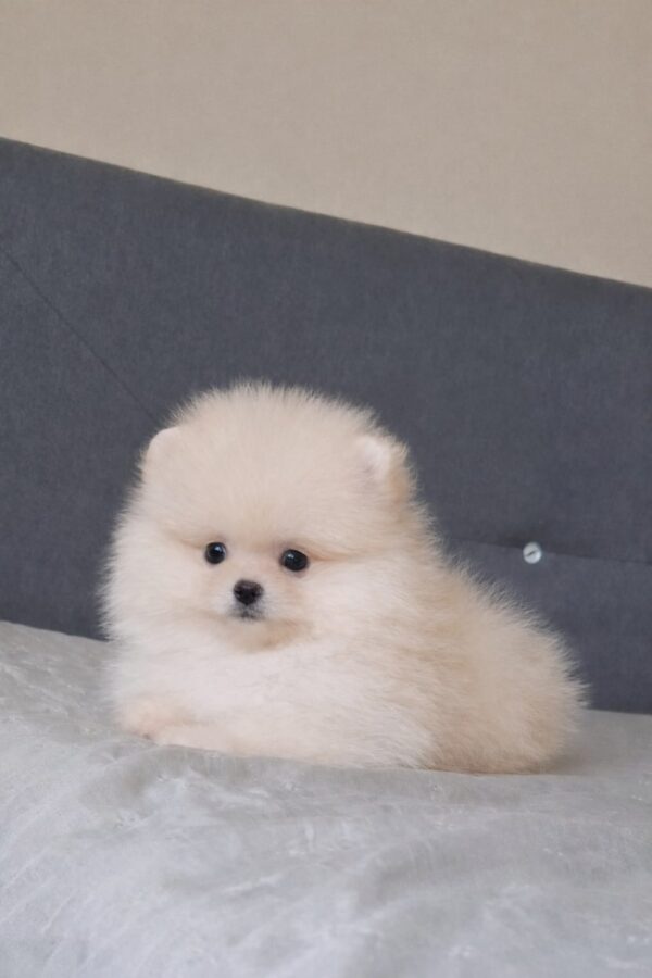 Bobo Pomeranian Bobo Pomeranian