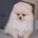 Bobo-male-pomeranian-puppy-for-sale- (2)