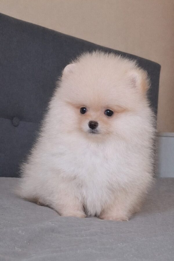 Bobo Pomeranian Bobo Pomeranian