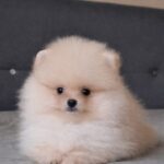 Bobo-male-pomeranian-puppy-for-sale- (3)