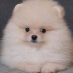 Bobo-male-pomeranian-puppy-for-sale- (4)