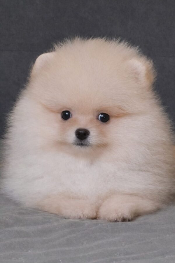 Bobo Pomeranian Bobo Pomeranian